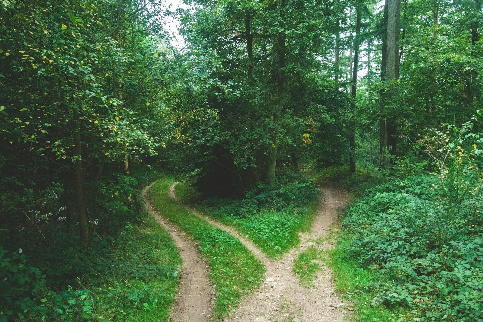 A path splitting in two directions, illustrating credit restoration compared with credit repair.
