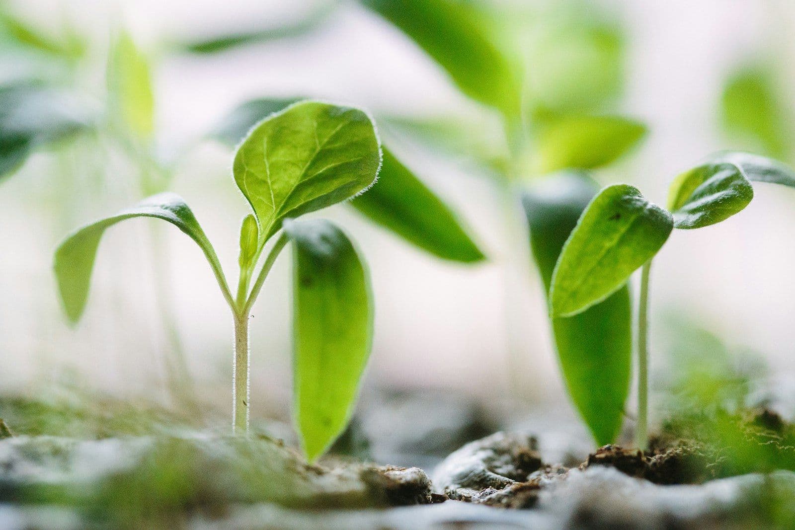 A small seedling beginning to grow, illustrating what credit score you start with.
