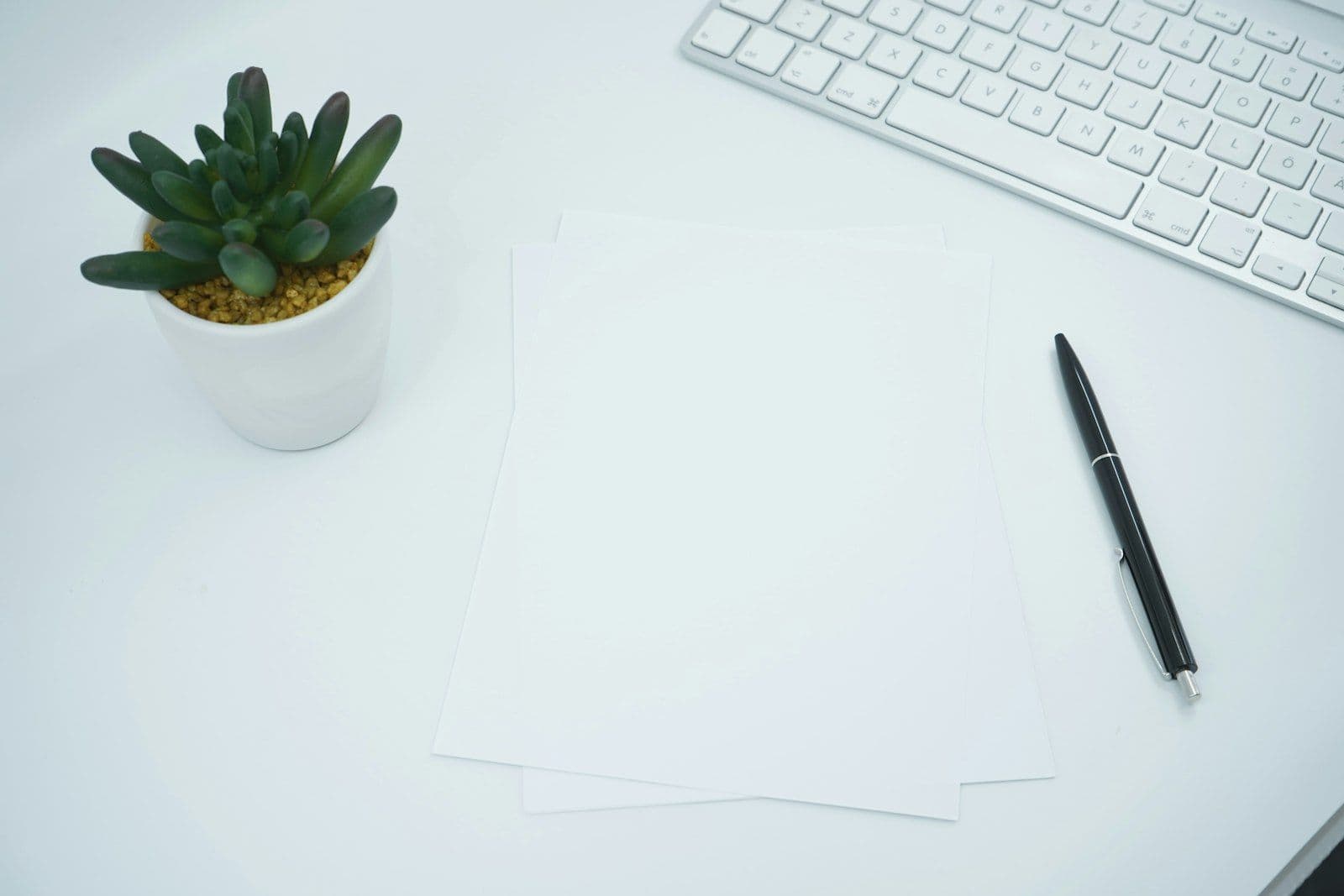Green cactus plant on white table, illustrating how to Dispute a Credit Report Error in 2026.