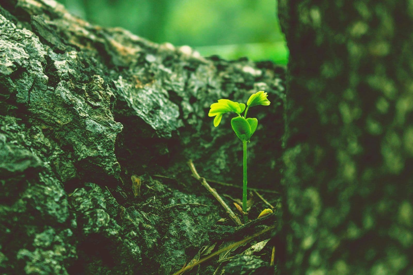 Una planta pequeña creciendo, ilustrando cómo construir crédito desde cero en USA.