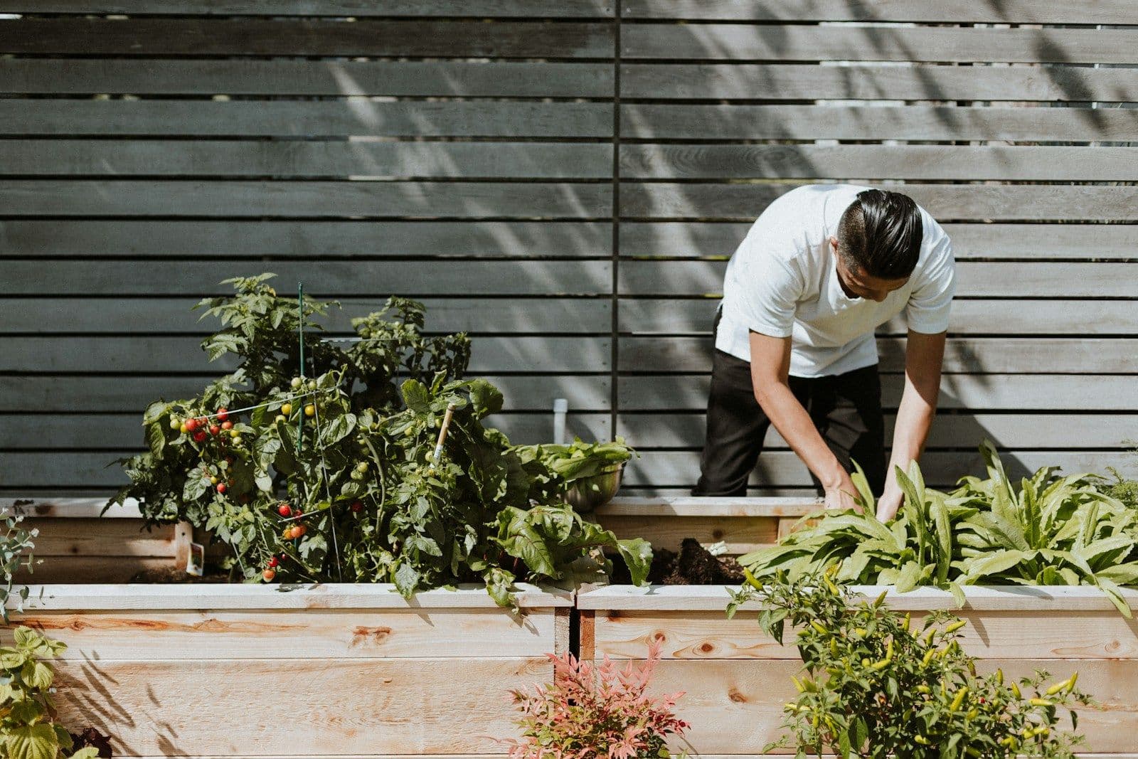 A person in a white shirt tends healthy vegetable plants growing in raised wooden garden beds.